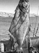 Гигантский палтус, выловленный на Западном Мурмане финскими рыбаками. 1930-е гг. Архив Валлениуса К. М. 