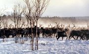 Северные олени Фото В. Кузнецова 