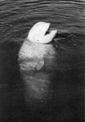 Белуха, белый кит («полярный дельфин»)