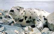 Гренландский тюлень, серка Фото Г. Александрова 
