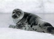 Гренландский тюлень, или лысун Фото Г. Александрова 