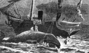 Промысел китов в Белом море. Гравюра