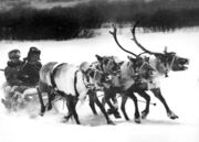 Праздник Севера-2000. Гонки на оленьих упряжках. Фото Л. Федосеева. Архив С. Н. Дащинского 